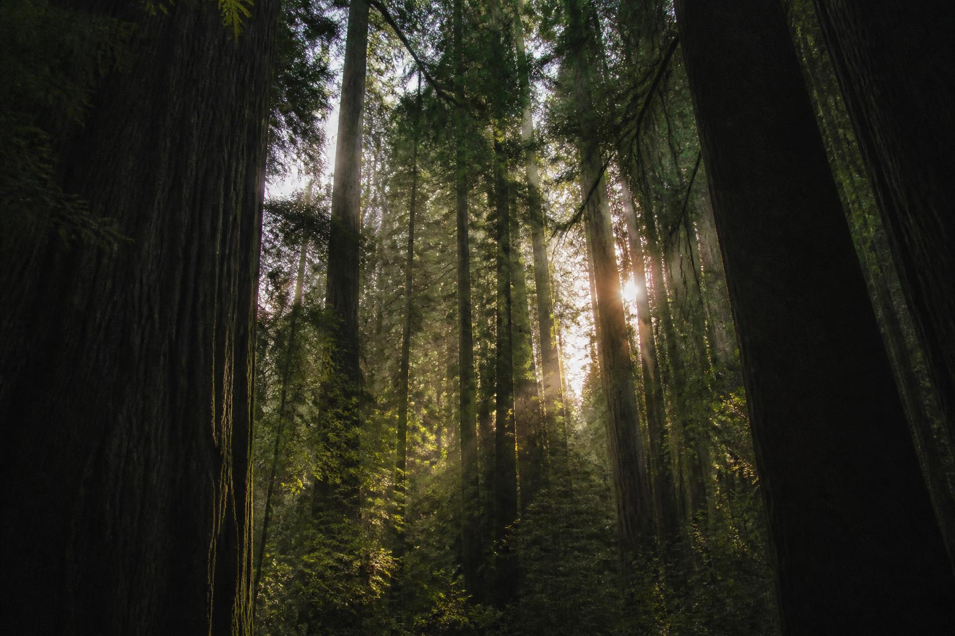 Low dawn light through the trunks of a dense old-growth evergreen forest