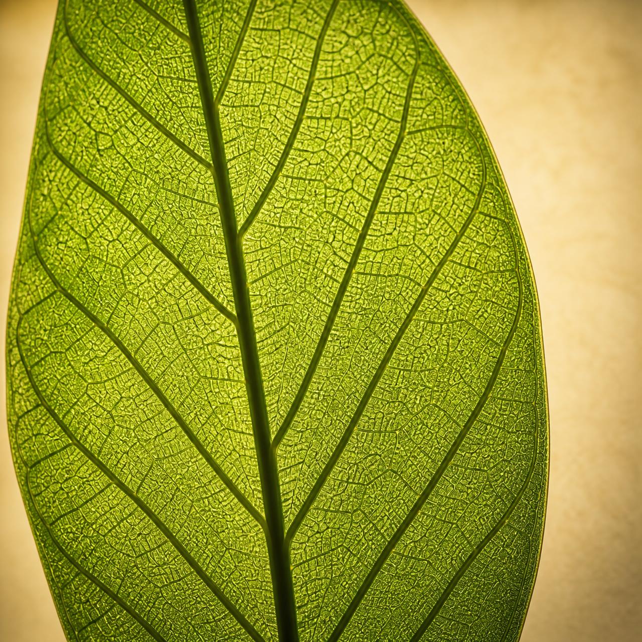 Backlit leaf showing its branching vein network in detail