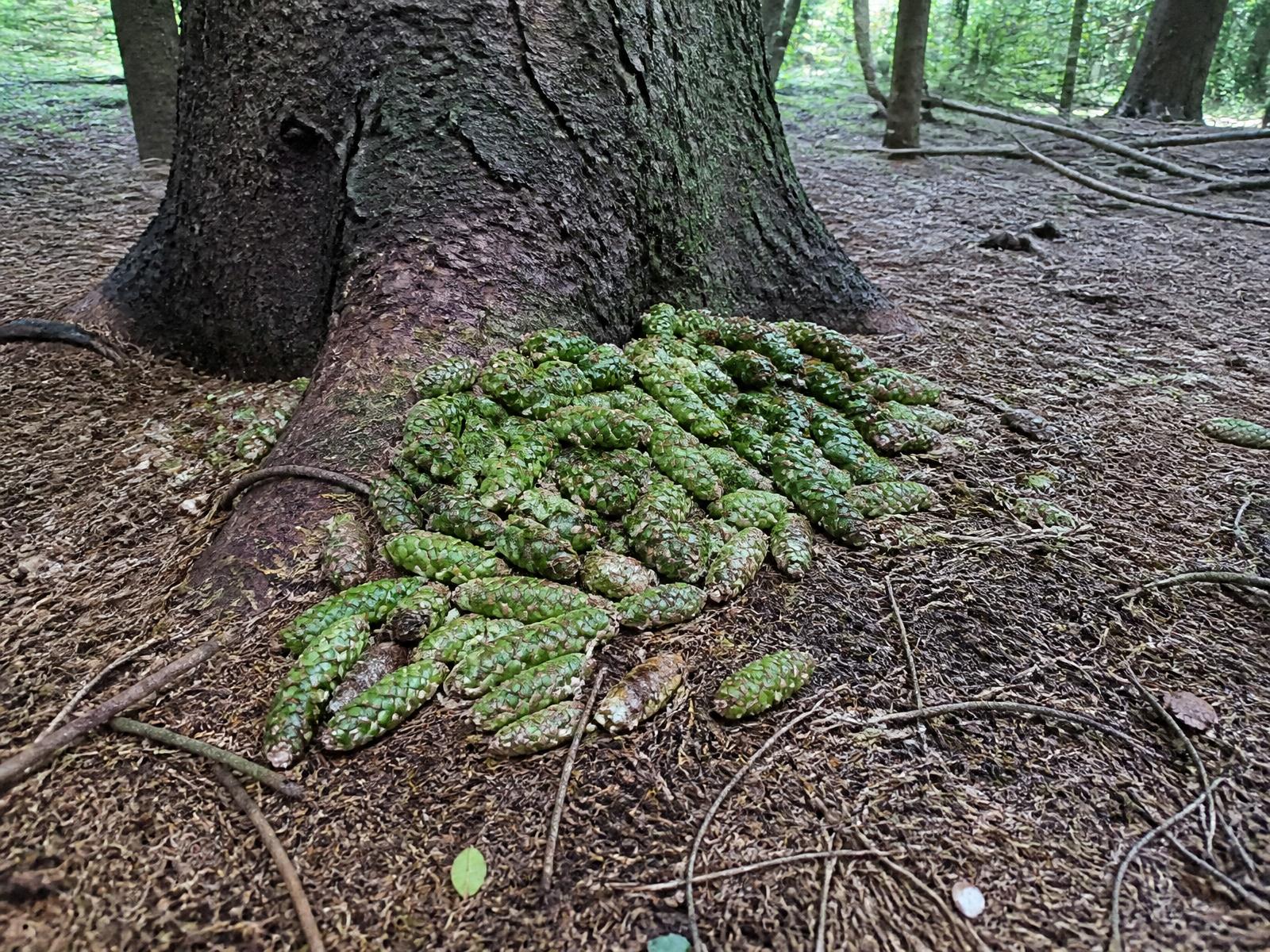 Base of a large evergreen with a substantial pile of green cones heaped on the forest floor