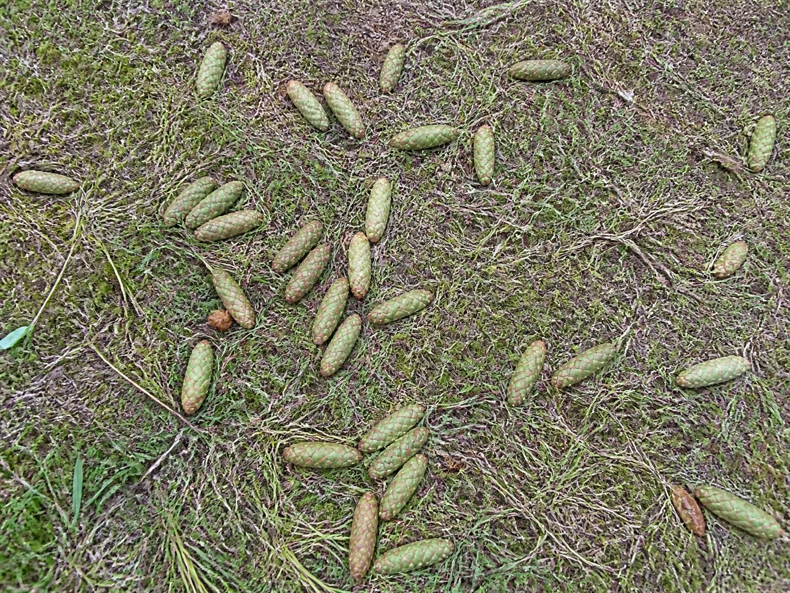 Many individual spruce cones scattered across moss and grass on the ground
