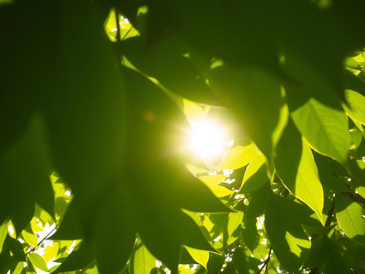 How Leaves Capture Sunlight